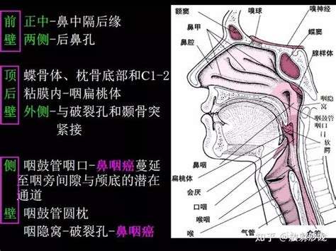 咽喉位置|咽喉结构图